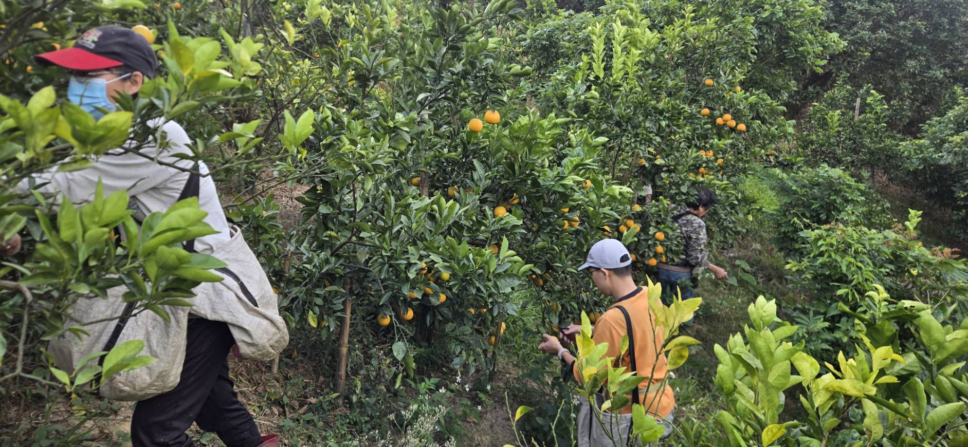 橘子採收