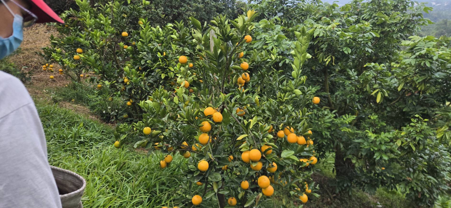 橘子採收