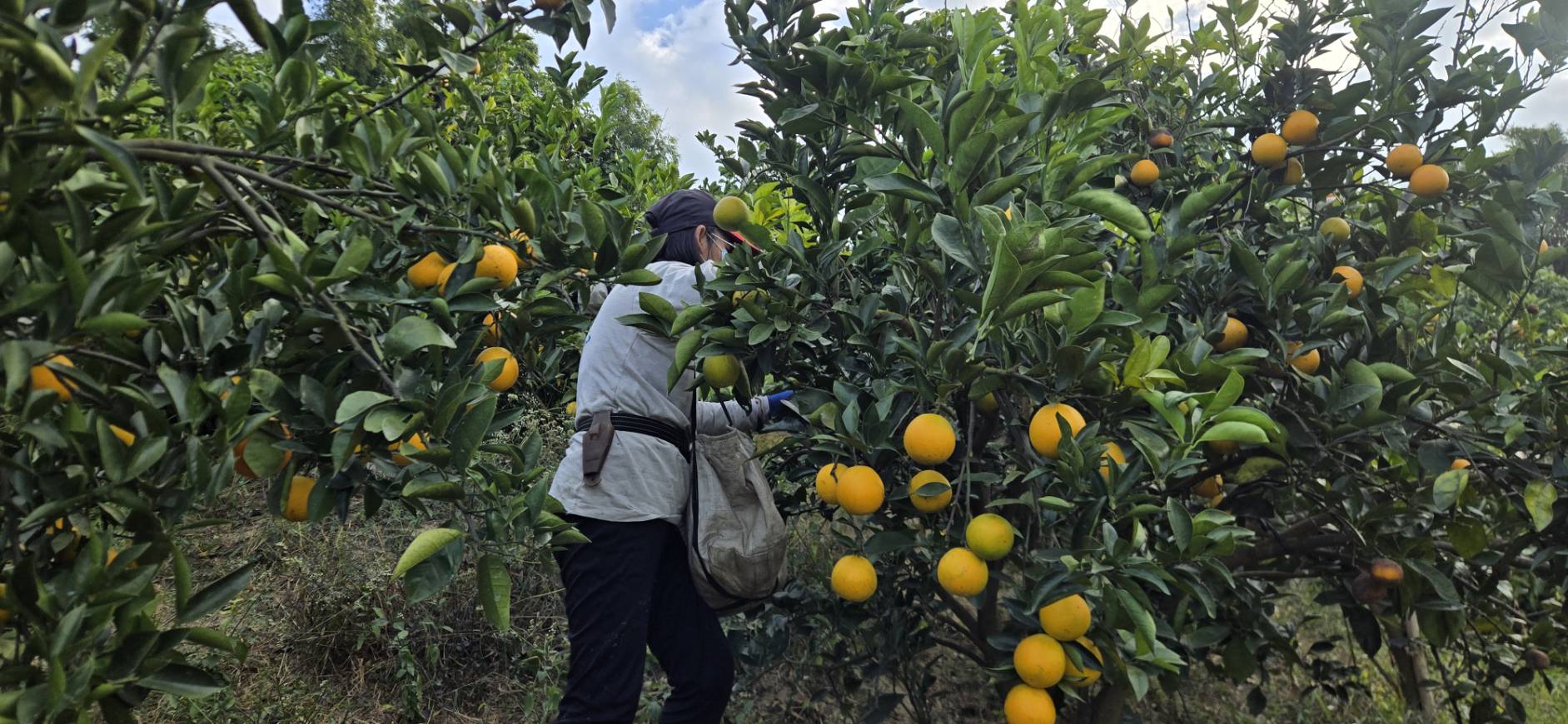 橘子採收