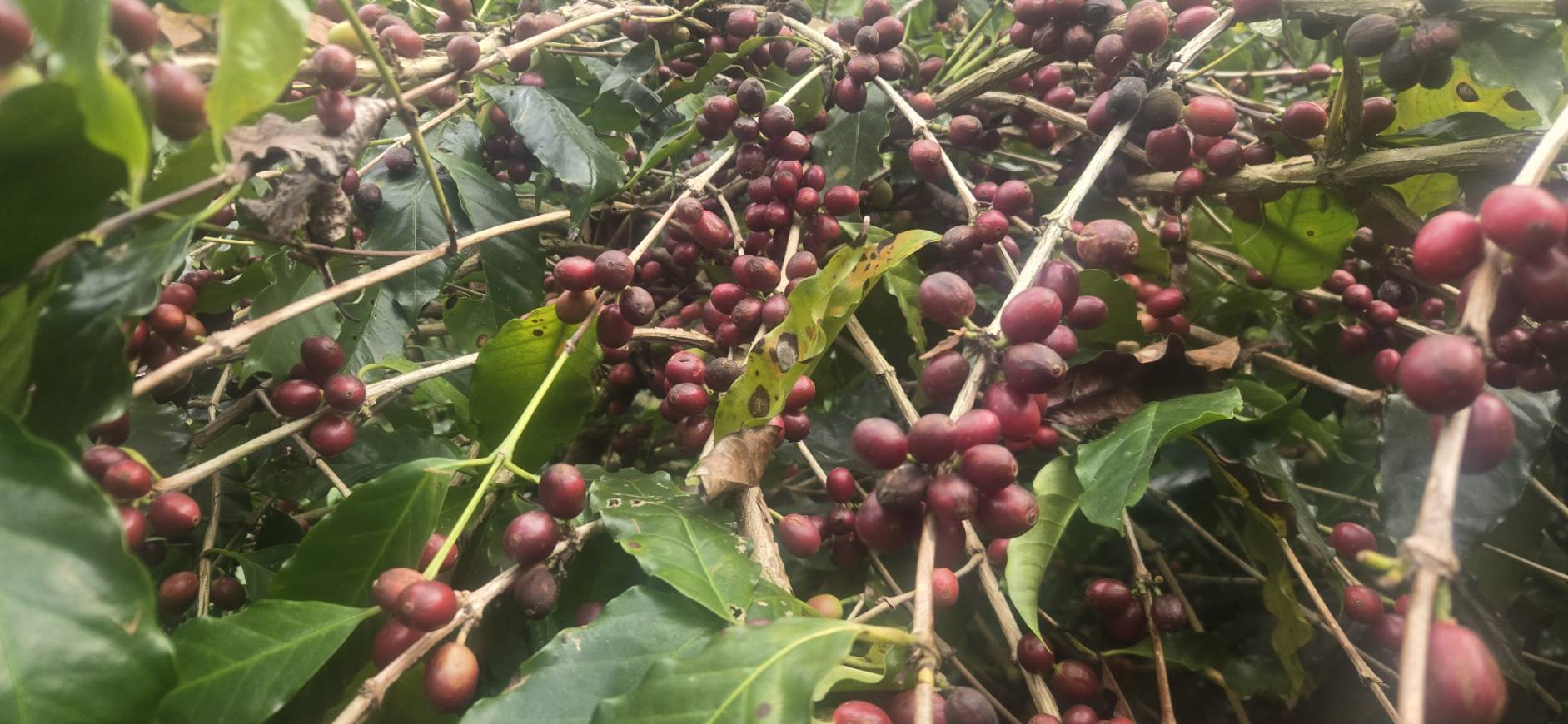 阿拉比卡的鐵皮卡