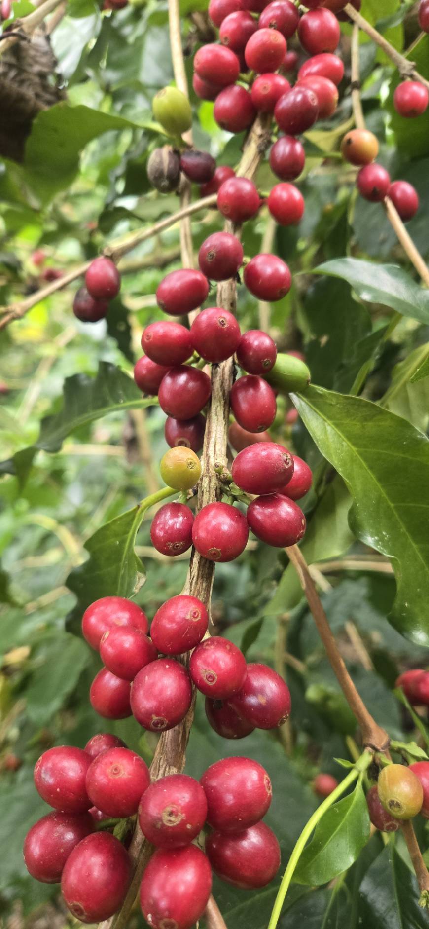 阿拉比卡的鐵皮卡