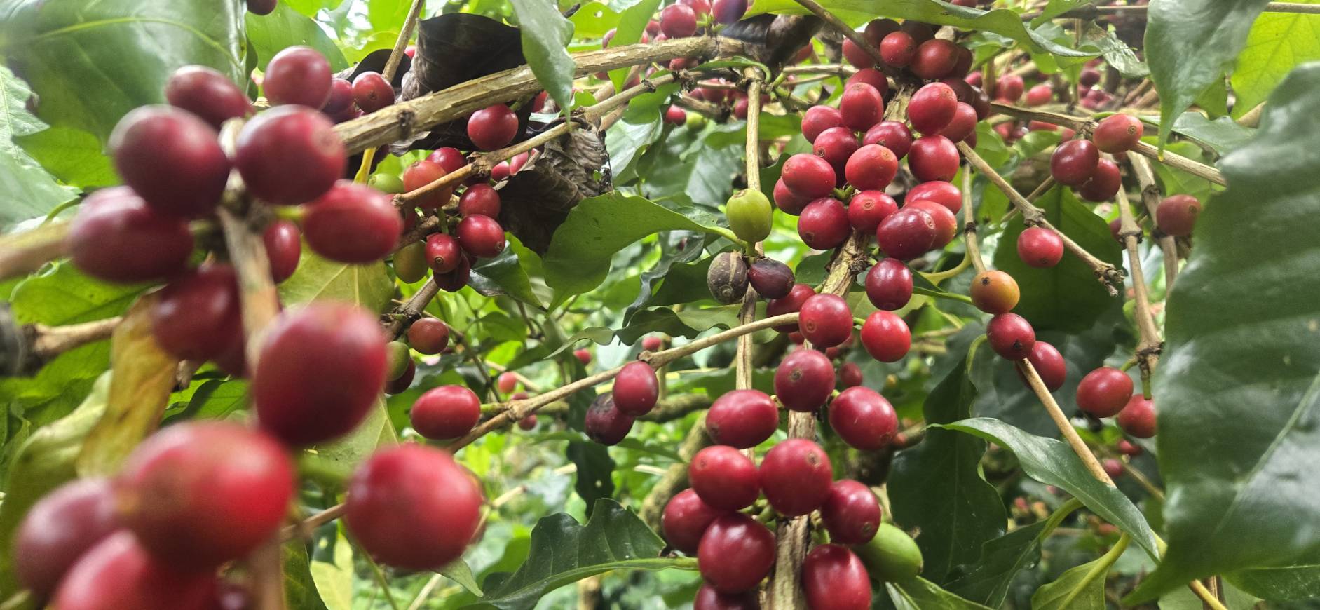 阿拉比卡的鐵皮卡