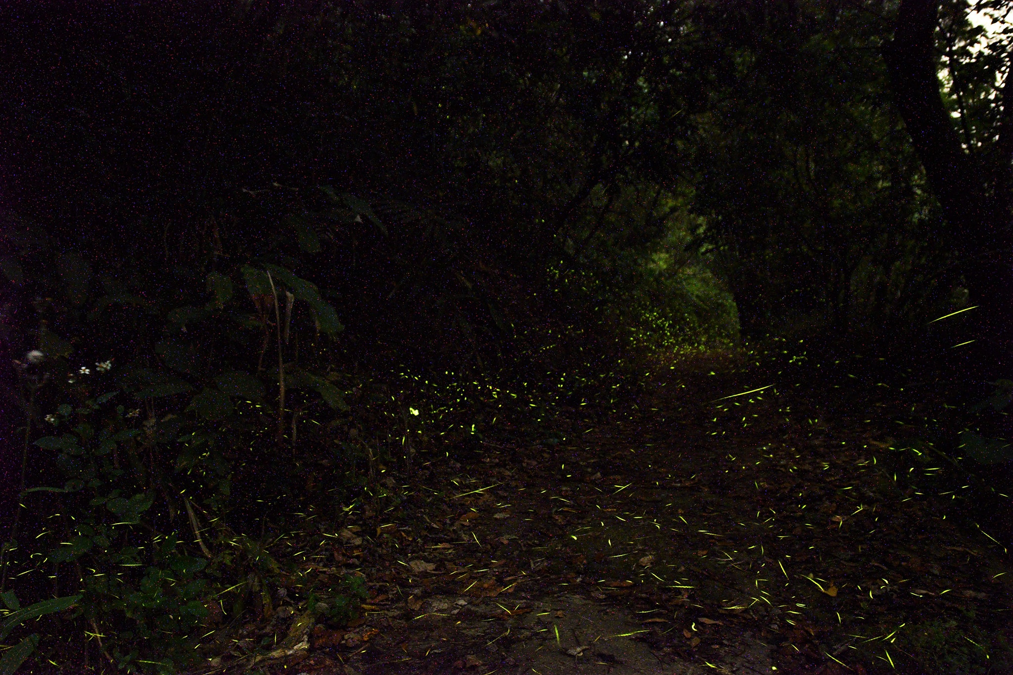 咖啡園的螢火蟲