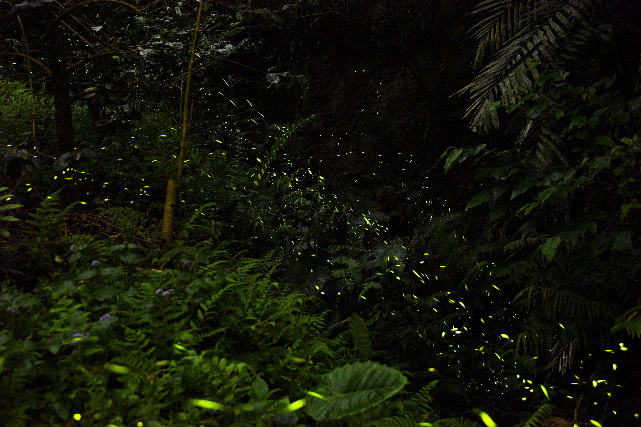 咖啡園的螢火蟲